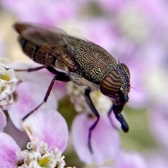 Stomorhina subapicalis