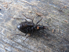 Scaphinotus interruptus