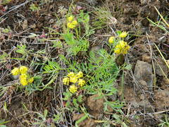Lomatium cous