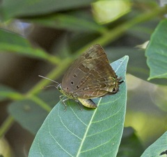 Arhopala madytus