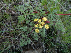 Lomatium salmoniflorum