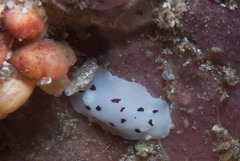 Aphelodoris sp-a