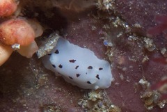 Aphelodoris sp-a