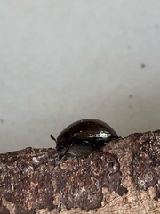 Euhemicera violaceopunctata