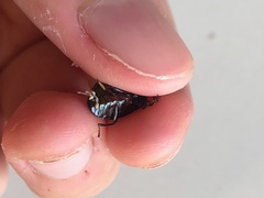 Euhemicera violaceopunctata