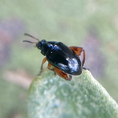 Arsipoda holomelaena