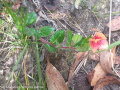 Oenothera epilobiifolia