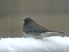 Junco hyemalis image