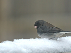 Junco hyemalis image