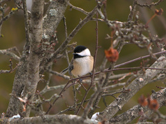 Poecile atricapillus image
