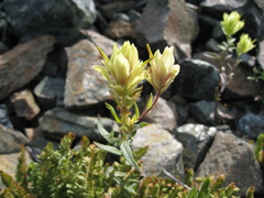 Castilleja elmeri
