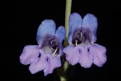 Penstemon leiophyllus leiophyllus