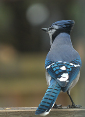 Cyanocitta cristata image
