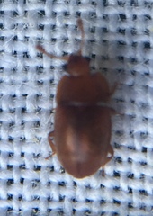 Epuraea aestiva