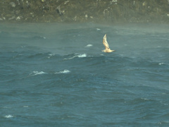 Larus argentatus image