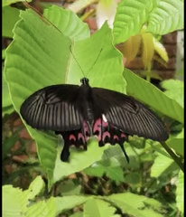Papilio polytes