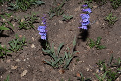 Penstemon leiophyllus leiophyllus