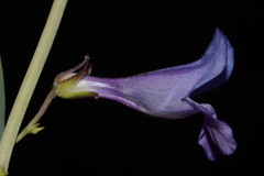 Penstemon leiophyllus leiophyllus