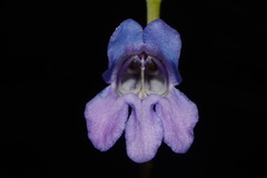 Penstemon leiophyllus leiophyllus