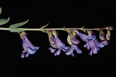 Penstemon leiophyllus leiophyllus
