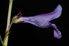 Penstemon leiophyllus leiophyllus