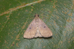 Simplicia discosticta