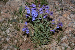 Penstemon leiophyllus leiophyllus