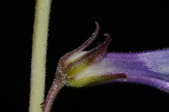 Penstemon leiophyllus leiophyllus