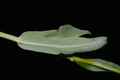 Penstemon leiophyllus leiophyllus