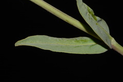 Penstemon leiophyllus leiophyllus