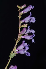 Penstemon leiophyllus leiophyllus
