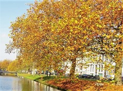 Platanus × hispanica