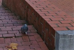 Columba livia domestica