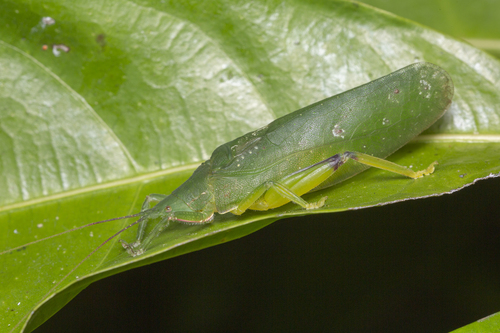 Phyllomimus inversus · iNaturalist