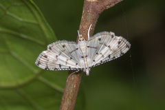 Pycnarmon cribrata
