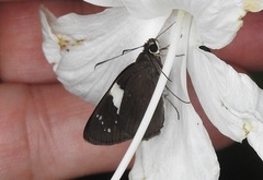 Notocrypta waigensis