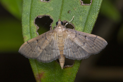 Herpetogramma rudis