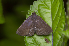Adrapsa geometroides