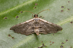 Hypolamprus