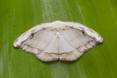 Callidrepana gelidata