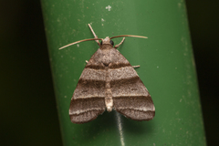 Flammona quadrifasciata