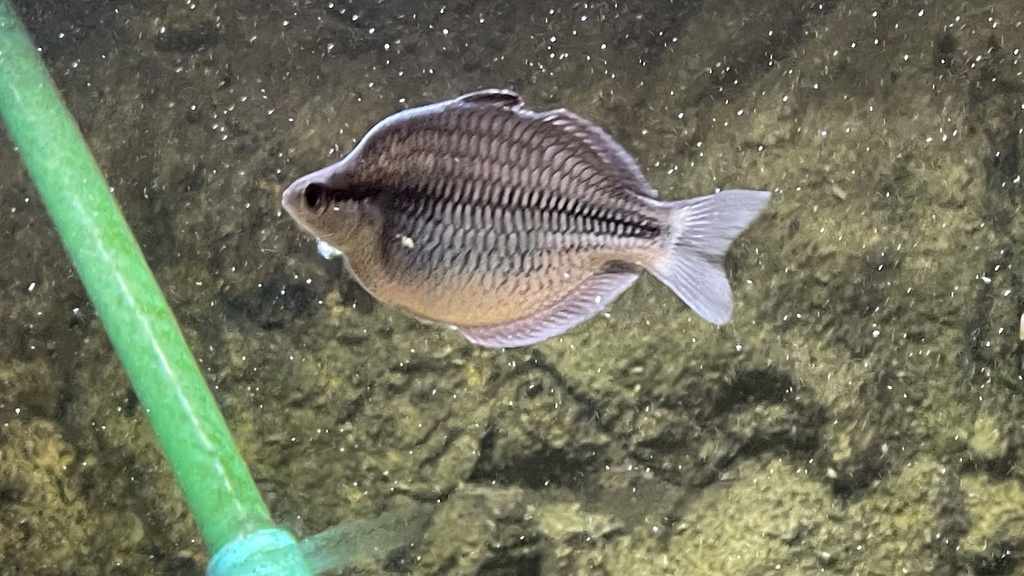 Kamaka Rainbowfish (Melanotaenia kamaka) - Marine Life Identification