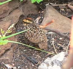 Pternistis natalensis