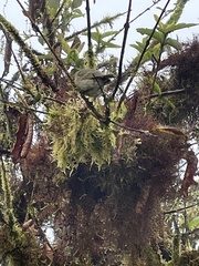 Certhidea