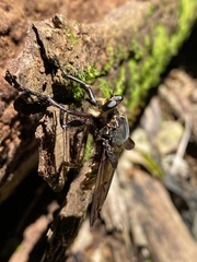 Blepharotes splendidissimus