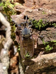 Blepharotes splendidissimus