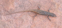 Trachylepis laevigata