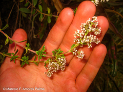 Valeriana microphylla