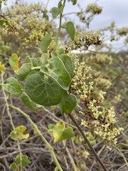 Cryptocarpus