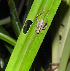 Cardiodactylus novaeguineae
